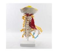 Modelo de accesorios médicos, vértebras cervicales y cuerpo vertebral, columna Cervical, anatomía humana, médula espinal, Sketelon