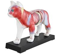 Modelo de Acupuntura Anatomía TCM Cuerpo de Gato Modelo Cifra Material Didáctico Modelo de Músculo Animal Naturopatía 36 Puntos de Acupuntura MedMod