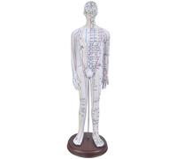Modelo de acupuntura humana de 20.47 pulgadas con puntos de acupuntura chinos para enseñar anatomía humana masculina