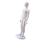 Modelo de acupuntura humana de 20.47 pulgadas con puntos de acupuntura chinos para enseñar modelo de acupunto masculino femenino modelo de acupunto guía de estudio de anatomía
