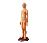 Modelo de acupuntura humana de 20.47 pulgadas con puntos de acupuntura chinos para enseñar modelo de acupunto masculino femenino modelo de acupunto guía de estudio de anatomía