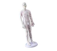 Modelo de acupuntura humana de 20.47 pulgadas con puntos de acupuntura chinos para enseñar modelo de acupunto masculino femenino modelo de acupunto guía de estudio de anatomía
