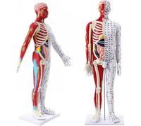 Modelo de acupuntura médica de 60 cm, modelo de acupuntura corporal con etiquetado preciso de puntos meridianos, for la enseñanza de meridianos chinos, acupuntura y masajes.(Female)