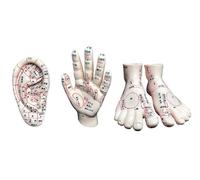 Modelo de acupuntura Pie, Modelo de Mano de acupuntura, Modelo de acupuntura Auricular, Puntos meridianos, 3 PCS Masaje de Medicina Humana China para la educación para capacitación