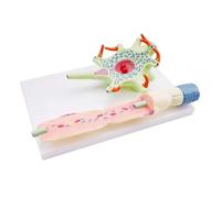 Modelo de ampliación del cuerpo de células neuronales, modelo de estructura de fibra nerviosa, modelos humanos anatómicos de nervios cerebrales médicos de 2 partes, for herramienta de