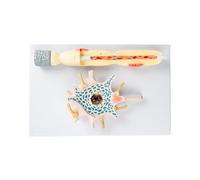 Modelo de amplificación de neuronas, anatomía humana, cuerpo de células neuronales y amplificación de estructura de fibras nerviosas para enseñar anatomía humana