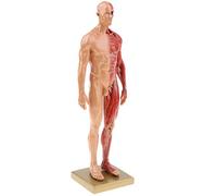 Modelo de anatomía 4D Des músculos Humanos Modelo de anatomía del Sistema Muscular como Modelo de Aprendizaje o Material didáctico Femenino/Masculino
