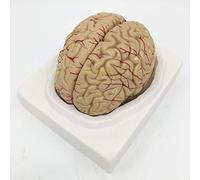 Modelo de anatomía Accesorios de Aprendizaje Modelo de Cerebro Humano, Modelo de Cerebro anatómicamente preciso Anatomía Humana, para Herramienta educativa de consultorio médico