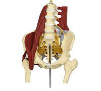 Modelo de anatomía Accesorios de Aprendizaje Modelo de músculo pélvico de Columna Lumbar Humana-Proporción de Adultos-Utilizado en investigación educativa