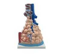 Modelo de anatomía ampliada alveolar humana, visualización clara de la distribución y ramificación de los bronquiolos pulmonares, con base for la enseñanza de anatomía y fisiología