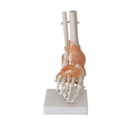 Modelo de anatomía articular de pie humano de tamaño real, estructura detallada de ligamentos y huesos para enseñanza médica e investigación