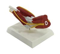 Modelo de anatomía articular del codo derecho muscular anatómico codo articular modelo de nervio para entrenamiento profesional en el aula