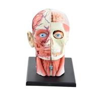 Modelo de anatomía cabeza humana 1:1, 14 piezas, desmontable, clásico, modelo cráneo cerebral, herramienta enseñanza neurociencia, rompecabezas educativo