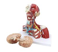 Modelo de anatomía cabeza y cuello con cerebro, tráquea, tiroides nervios desmontables, tamaño real 1:1, 3 piezas, enseñanza médica