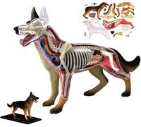 Modelo de anatomía canina 4D con partes biológicas extraíbles, 29 piezas, for demostraciones de educación animal y formación veterinaria.