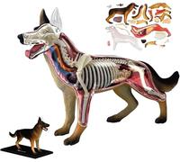 Modelo de anatomía canina 4D, modelo de anatomía animal, con biología desmontable, 29 piezas for demostración didáctica y formación veterinaria.