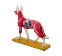 Modelo de Anatomía Canina con Puntos de Acupuntura, PVC, 29.6x8x27.4cm (11.65x3.15x10.79 Pulgadas), Herramienta Educativa Veterinaria