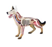 Modelo de anatomía canina con visión 4D, modelo de ensamblaje de esqueleto de perro lobo, 29 piezas de órganos y partes del cuerpo desmontables, for demostración de enseñanza animal y entrenamiento ve