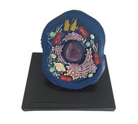 Modelo de anatomía Celular Animal Especímenes microscópicos Animales Anatomía Celular ampliada Modelo de Estructura Celular Kit de enseñanza científica biológica for Estudio exhibición