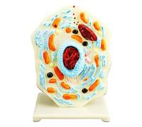 Modelo de anatomía celular, modelos de ciencia de biología, ayuda de aprendizaje, herramienta de enseñanza de animales, herramienta de biología para exhibición en el aula, herramienta portátil para