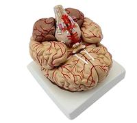 Modelo de anatomía cerebral humana a tamaño real, kit didáctico 3 en 1 con cerebro 8 y 9 partes, funcional for estudios médicos
