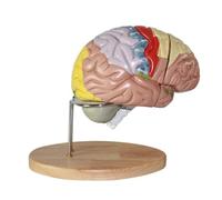 Modelo de anatomía cerebral humana ampliado 2X, herramienta enseñanza neurociencia desmontable 4 piezas con base exhibición