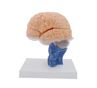 Modelo De Anatomía Cerebral Humana, Modelo De Tálamo Con Aumento Cerebral, 15 Piezas Desmontables, Hemisferio Cerebral, Cuerpo Calloso, Tronco Encefálico, Utilizado En El Departamento De Neurología.