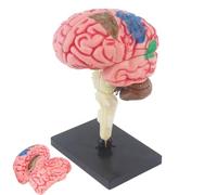 Modelo de anatomía cerebral,Modelo cerebral para psicología Arteria