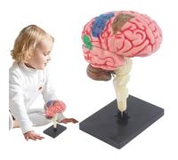 Modelo de anatomía cerebral,Modelo cerebral para psicología Arteria