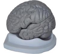 Modelo de anatomía Cerebral - Modelo de anatomía del Cerebro Humano for enseñanza - Modelo de espécimen Humano - Modelo del Cuerpo Humano a tamaño Real - Modelo de Cerebro Humano desmontado