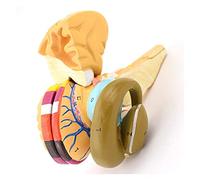 Modelo de anatomía cerebral: saco interno y área funcional de los ganglios basales, núcleo nervioso dibujado a mano, herramienta educativa para estudio anatómico