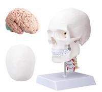 Modelo de anatomía cerebral y cráneo humano de tamaño real con base de vértebra cervical para educación médica y neurociencia