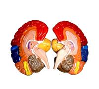 Modelo de anatomía cerebral y músculos del cuello codificados por colores, cerebro humano de 2 partes con mapeo de áreas funcionales, enseñanza médica Humana Modelo