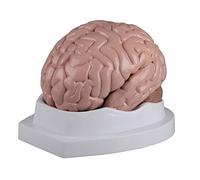 Modelo de anatomía cerebro de 5 piezas, tamaño real, incluye tarjeta de enseñanza