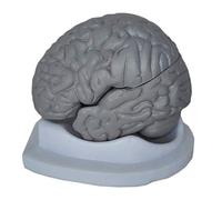 Modelo de anatomía Cerebro Humano de tamaño Natural Modelos anatómicos de Cerebro Humano desmontados Modelo de anatomía del Cerebro de la Cabeza - para Modelo de anatomía del Cerebro de la c