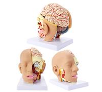 Modelo de anatomía con arteria Cerebral, Modelo anatómico Humano de 4 Piezas, tamaño Natural, para enseñanza en el Aula, 23 x 18 x 20 cm