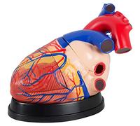 Modelo de anatomía Corazon de hombre Cuerpo humano Anatómico Humano Modelo de Corazón Modelos humanos Estupendo 34 cm medmod