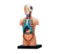 Modelo de anatomía corporal del torso con órganos extraíbles, órganos educativos para enseñar estudios de clase, estudiantes, anatomía del torso humano