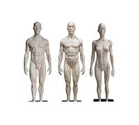 Modelo De Anatomía Corporal Hombre Mujer Modelo De Anatomía Muscular 30 Cm PU Figura De Anatomía Humana para La Escuela