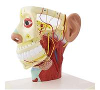 Modelo de anatomía Cráneo, Modelo de Cabeza Humana, Anatomía Humana de Media Cabeza, Anatomía Médica, Modelo de Estudio de Sección Media del Cuello del Cerebro, Sangre Nerviosa para Enseñar