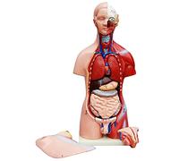 Modelo De Anatomía Cuerpo de Anatomía Torso Muñeca con Órganos 45 cm Cuerpo humano Hombres y Mujeres medmod