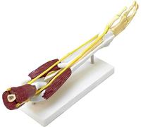 Modelo de anatomía de brazo humano, esqueleto de miembro superior de tamaño real para educación e investigación médica
