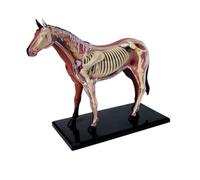 Modelo de anatomía de caballo, 26 piezas desmontables, espécimen de esqueleto for entrenamiento veterinario, clínica de mascotas, demostración de enseñanza escolar