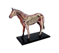 Modelo de anatomía de caballo con órganos desmontables y partes del cuerpo para la enseñanza médica de los niños, lecciones realistas de anatomía de caballos