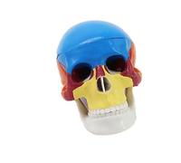 Modelo de anatomía de calavera humana desmontable, escala 1: 2, modelo anatómico de cabeza de esqueleto para aula, enseñanza, demostración, calavera humana