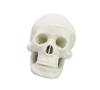 Modelo de anatomía de calavera humana desmontable, escala 1: 2, modelo anatómico de cabeza de esqueleto para aula, enseñanza, demostración, calavera humana