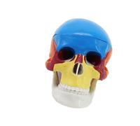 Modelo de anatomía de calavera humana desmontable, modelo de cabeza de esqueleto anatómico a escala 1: 2 para aula, enseñanza, demostración, cráneo clínico