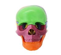 Modelo de anatomía de calavera humana desmontable, modelo de cabeza de esqueleto anatómico a escala 1: 2 para aula, enseñanza, demostración, anatomía, calavera