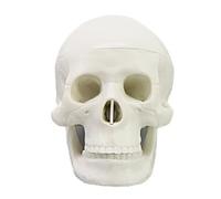 Modelo de anatomía de calavera humana desmontable, modelo de cabeza de esqueleto anatómico a escala 1: 2 para aula, enseñanza, demostración, anatomía, calavera