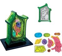 Modelo de anatomía de células vegetales, lecciones médicas Modelo de células vegetales con 26 piezas extraíbles, material didáctico experimental biológico de orgánulos de cloroplasto
